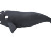 right whale model