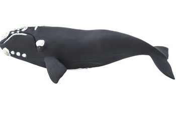 right whale model