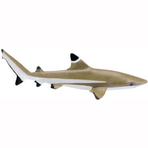 blacktip reef shark model
