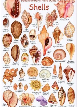 shells tropical atlantic ID card