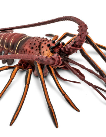 spiny lobster model