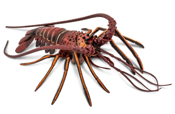 spiny lobster model