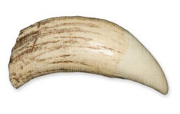 Sperm Whale Tooth replica