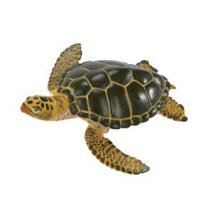 green sea turtle model