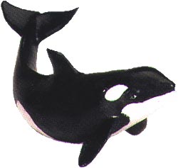orca calf model