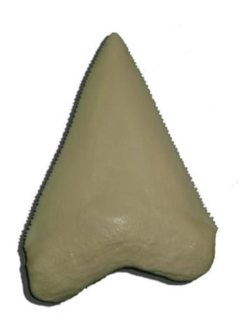 great white shark tooth