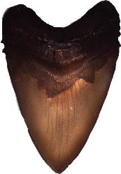 megalodon tooth